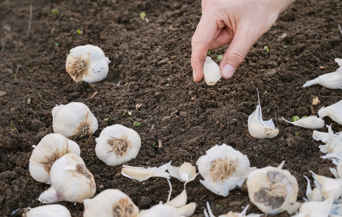 garlic farming